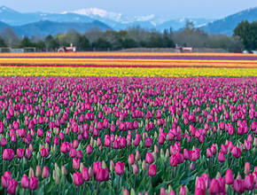 The Skagit Valley Tulip Festival Is Opening Early For 2026, Debuting New “Night Bloom” Event