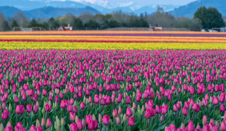 The Skagit Valley Tulip Festival Is Opening Early For 2026, Debuting New “Night Bloom” Event