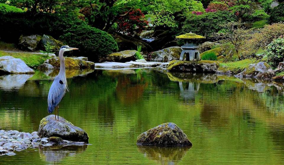 Seattle Japanese Garden Closure Set For Summer 2026—Here’s What to Know