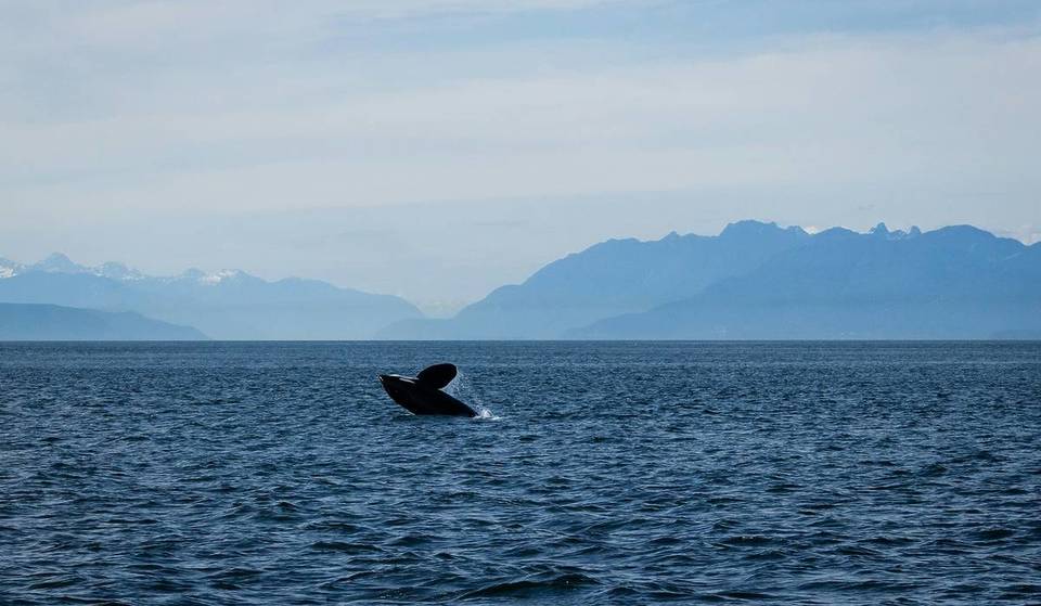 Welcome The Whales At This Free Festival And Parade On Whidbey Island This Saturday