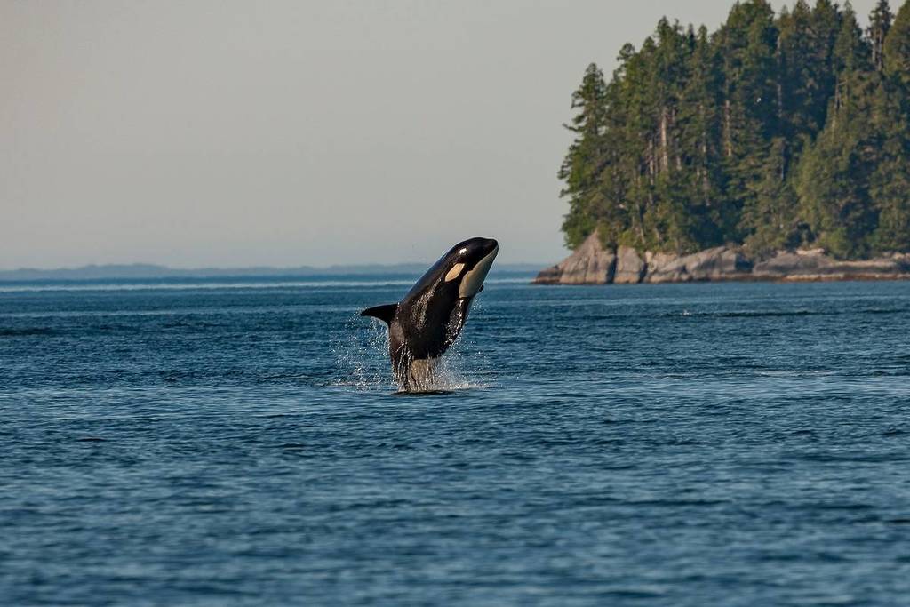orca whale watching tour