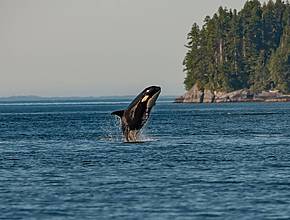 This Washington whale watching tour was just named the best in the country