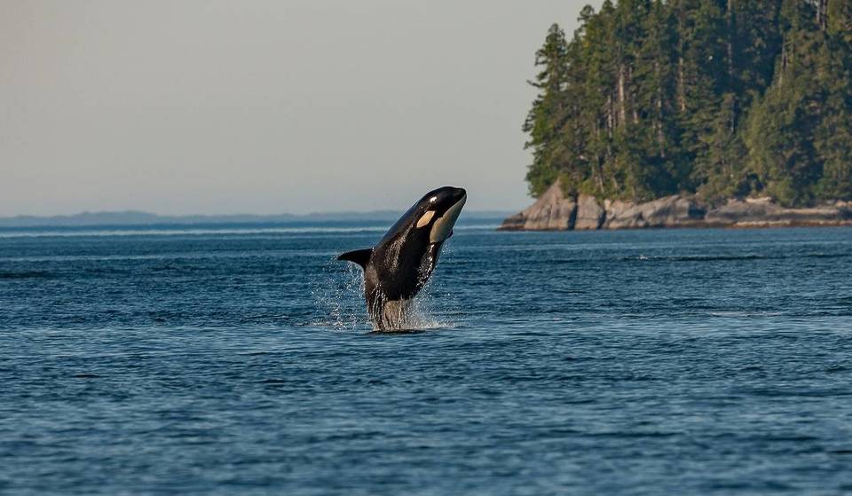 Esta excursión de avistamiento de ballenas en Washington acaba de ser nombrada la mejor del país