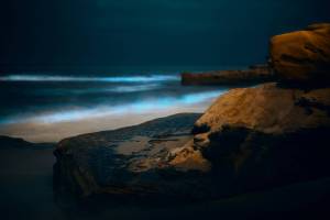 Bioluminescence is lighting up Washington’s coast this summer: Here’s where to see it