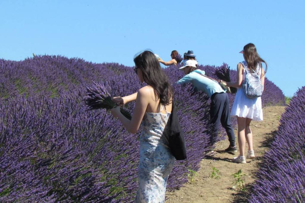 lavanda en Sequim, Washington