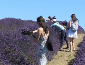 This valley 2 hours from Seattle is called “The Provence of Washington”—and its annual lavender festival is about to bloom
