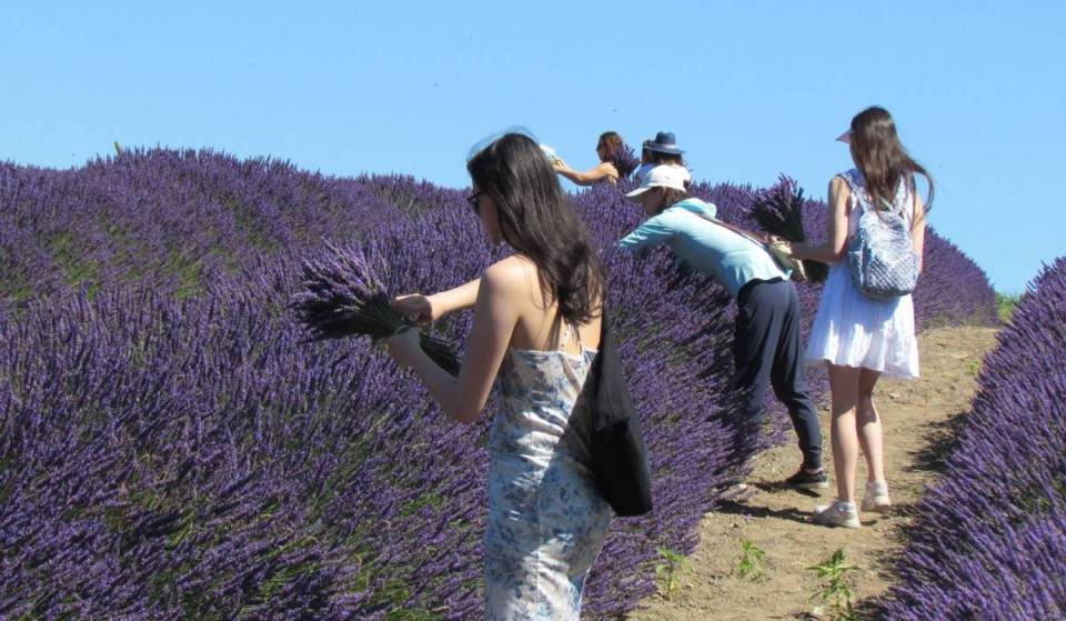 Este valle, a dos horas de Seattle, se conoce como «la Provenza de Washington», y su festival anual de la lavanda está a punto de florecer