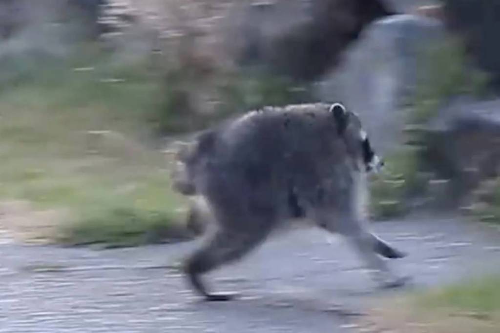 Jimothy the raccoon
