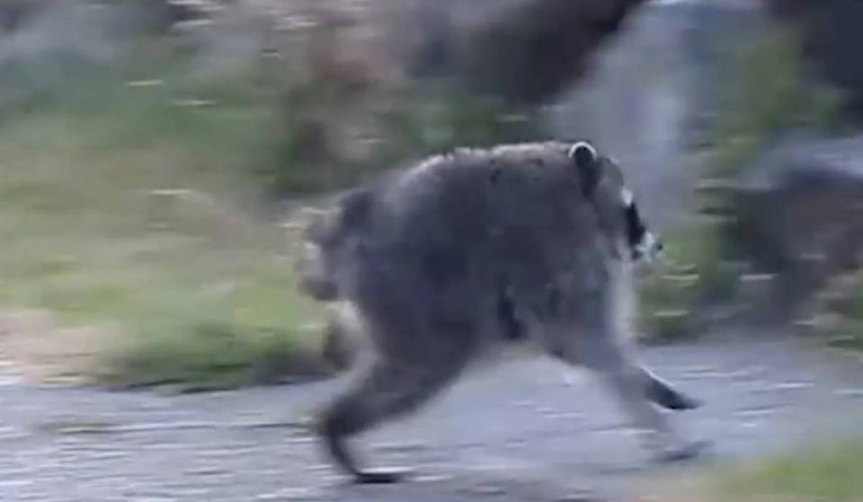 Jimothy the raccoon is getting an official City Proclamation—and your Jimothy art could end up in City Hall