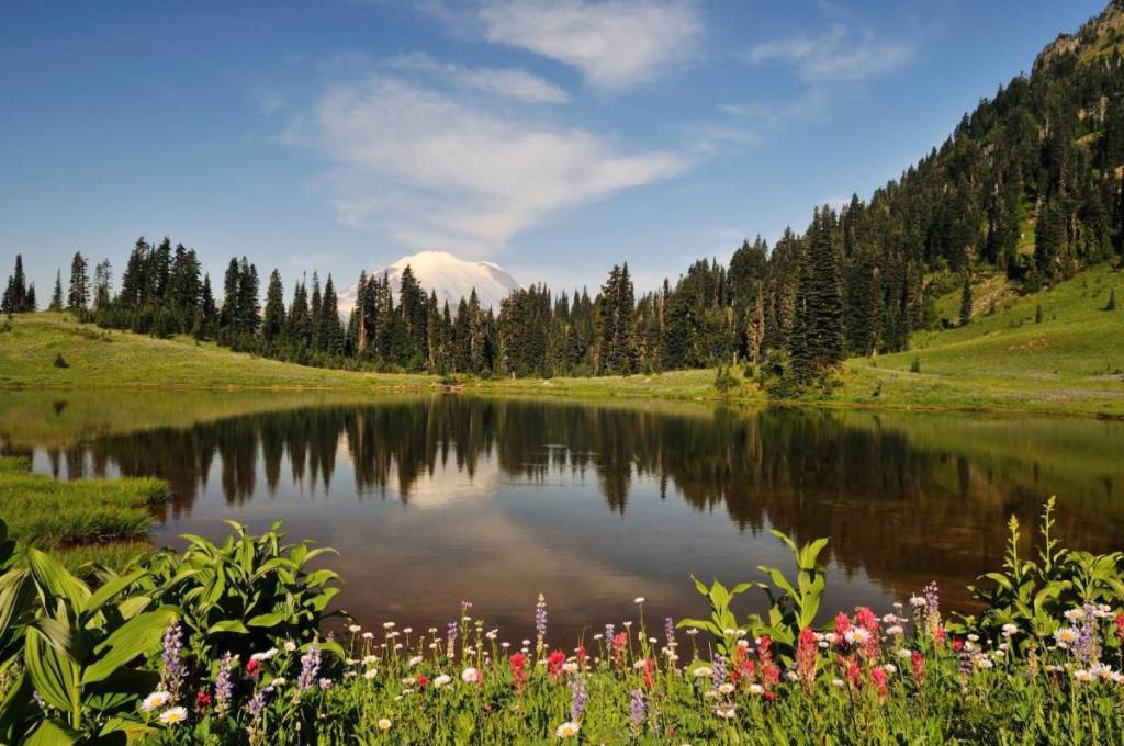 flores silvestres de Rainier