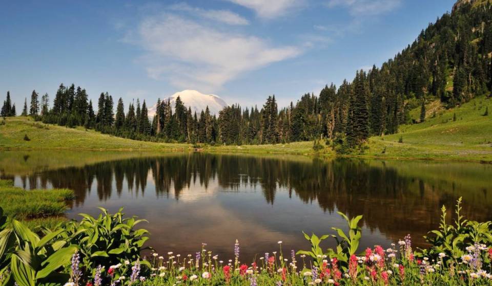 A wildflower superbloom is peaking in Mount Rainier National Park right now—But rangers have one important warning