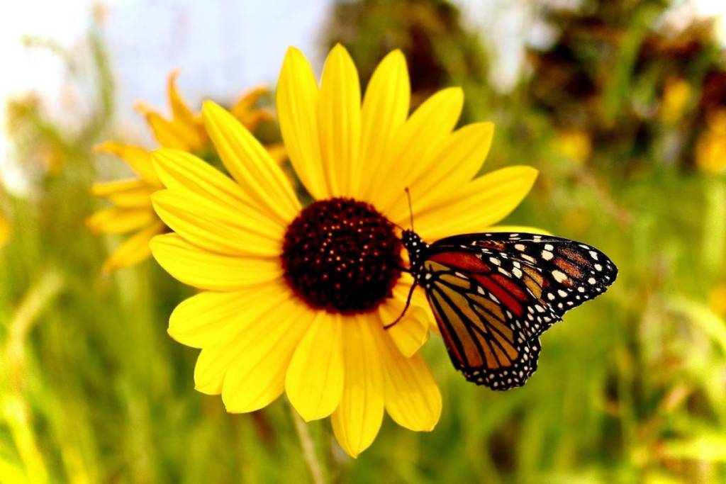 Este agosto, a 45 minutos de Seattle, podrás disfrutar de una superfloración de girasoles en 12 acres con una gran suelta de mariposas