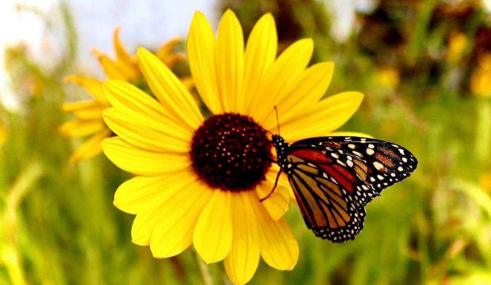 A 12-acre sunflower superbloom with a massive butterfly release is happening 45 minutes from Seattle this August