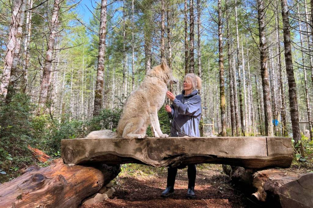 Roam Wolfdog Sanctuary
