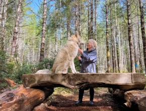 Disfruta de una ruta de senderismo con perros lobo en el ROAM Sanctuary: un encuentro único con los animales cerca de Seattle