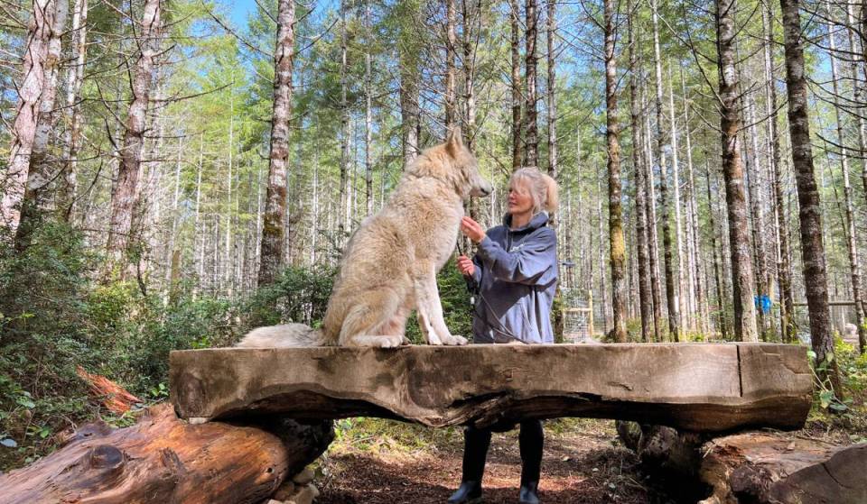 Experience hiking with wolfdogs at ROAM Sanctuary: a unique animal encounter near Seattle