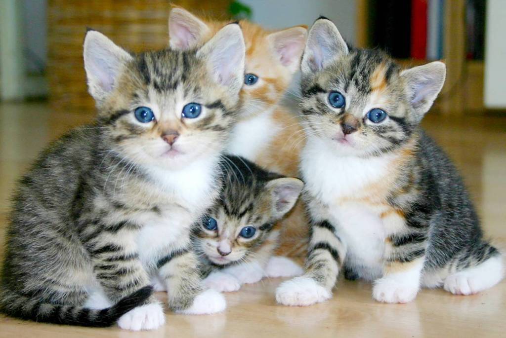 El Ayuntamiento de Seattle se convierte esta semana en el «Kitty Hall» para un evento de adopción de gatos a mediodía