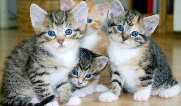 Seattle City Hall is becoming “Kitty Hall” this week for a midday cat adoption event