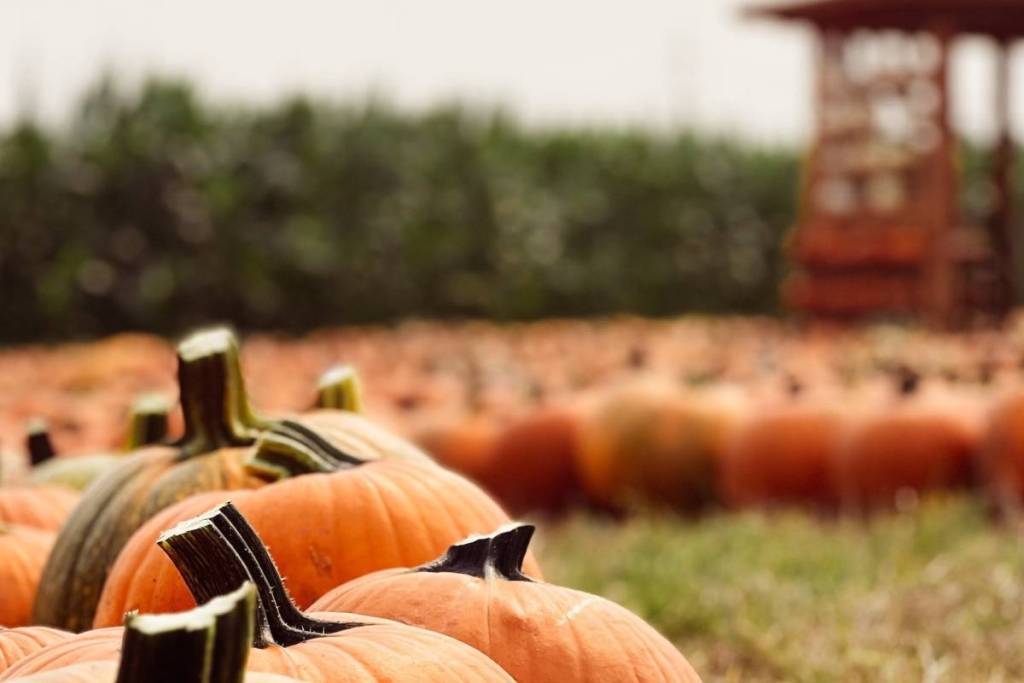 Campo de calabazas de Swan Trail Farms, en Washington