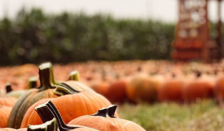 Just 30 minutes north of Seattle, this 5-acre fall harvest festival opens September 12 with a brand-new nighttime trail featuring 5,000 glowing pumpkins