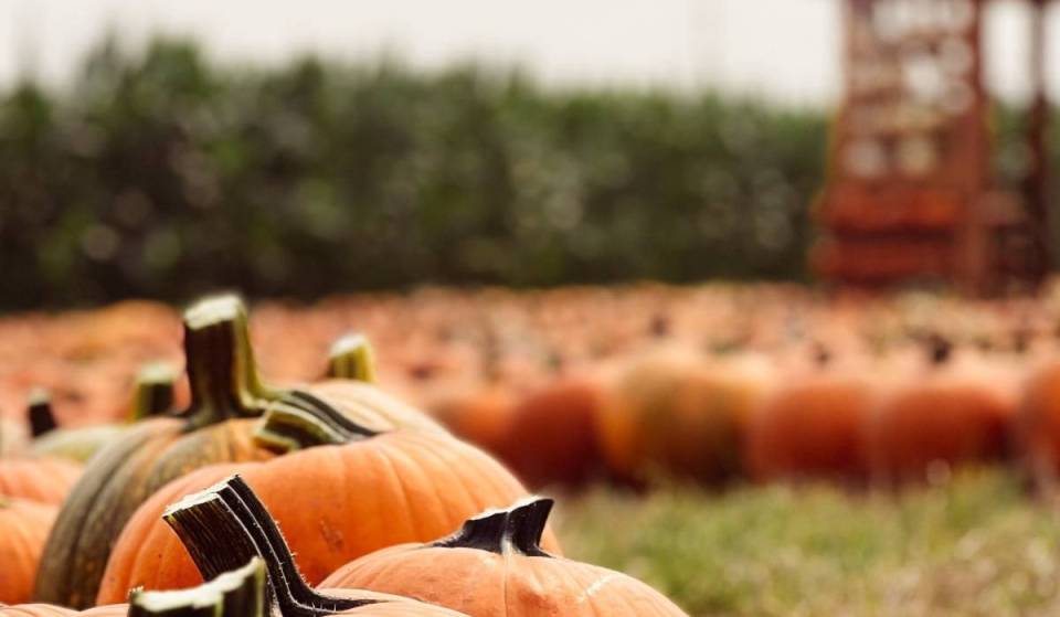 Just 30 minutes north of Seattle, this 5-acre fall harvest festival opens September 12 with a brand-new nighttime trail featuring 5,000 glowing pumpkins