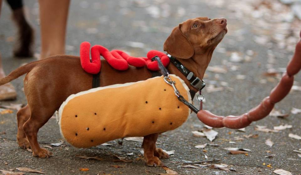 Seattle’s beloved Halloween Pet Parade is bringing food trucks, live music, and a free costume contest to Volunteer Park this Sunday