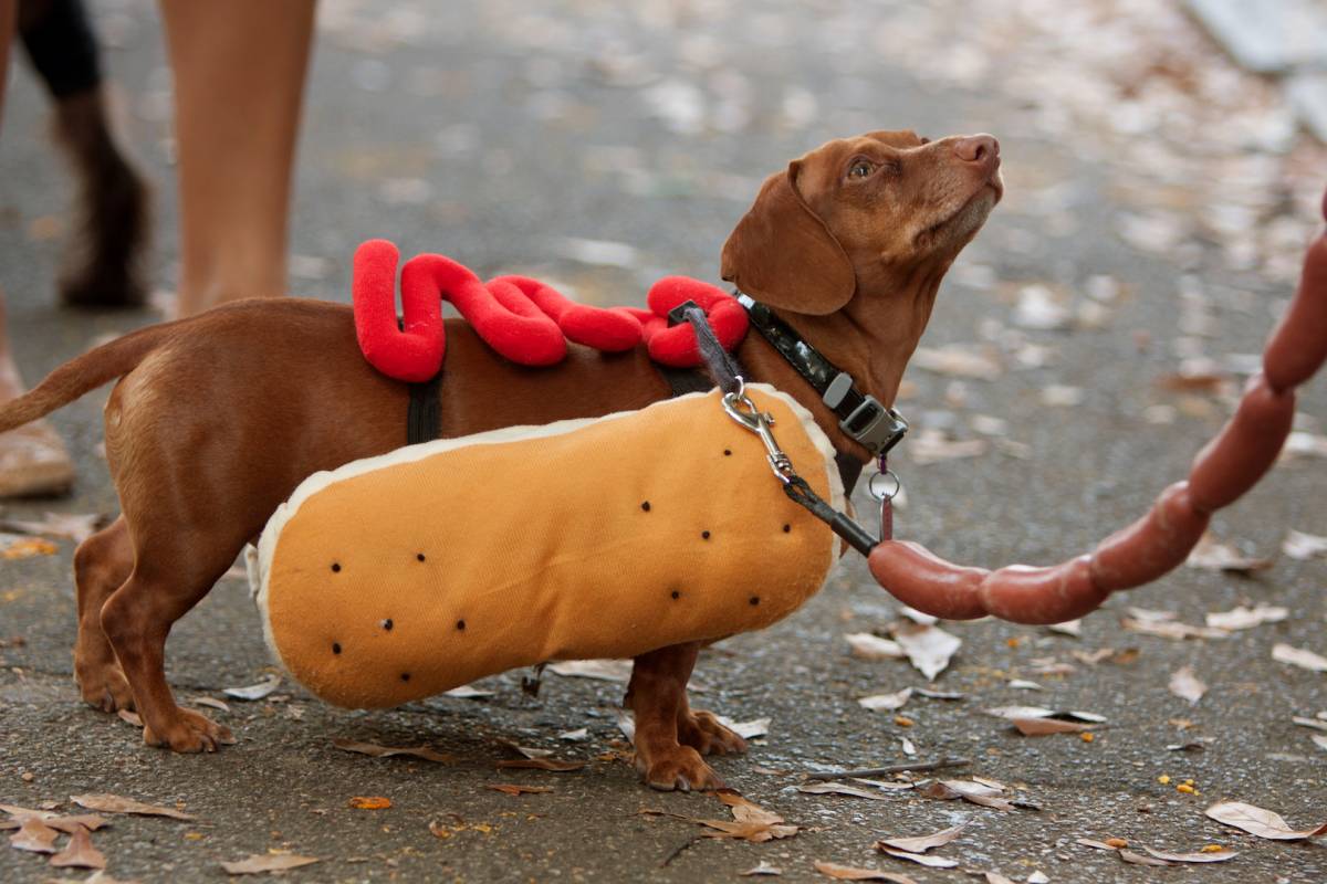 Seattle’s beloved Halloween Pet Parade is bringing food trucks, live music, and ...