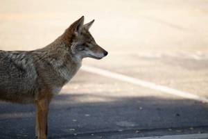 “Nine times higher than the wild”: A new study just revealed why a growing urban coyote population is thriving in Seattle