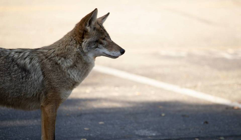 “Nine times higher than the wild”: A new study just revealed why a growing urban coyote population is thriving in Seattle