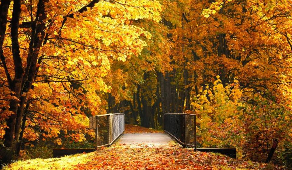 The 30-mile tunnel of gold: Why the Snoqualmie Valley Trail is Seattle’s favorite autumn cycling escape