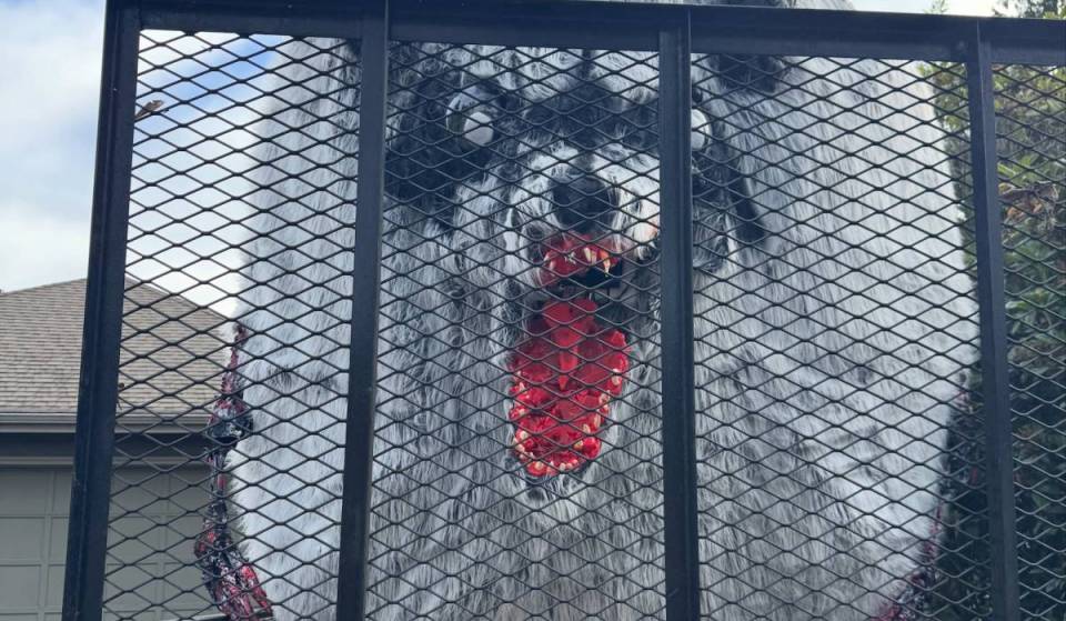 Jimothy’s dad has arrived in time to haunt your nightmares this Halloween: Meet Bainbridge Island’s Grimothy
