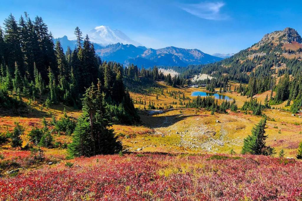 See the crimson slopes at Rainier this October: The Naches Peak Loop carpet of huckleberry bushes is reaching its full autumnal peak