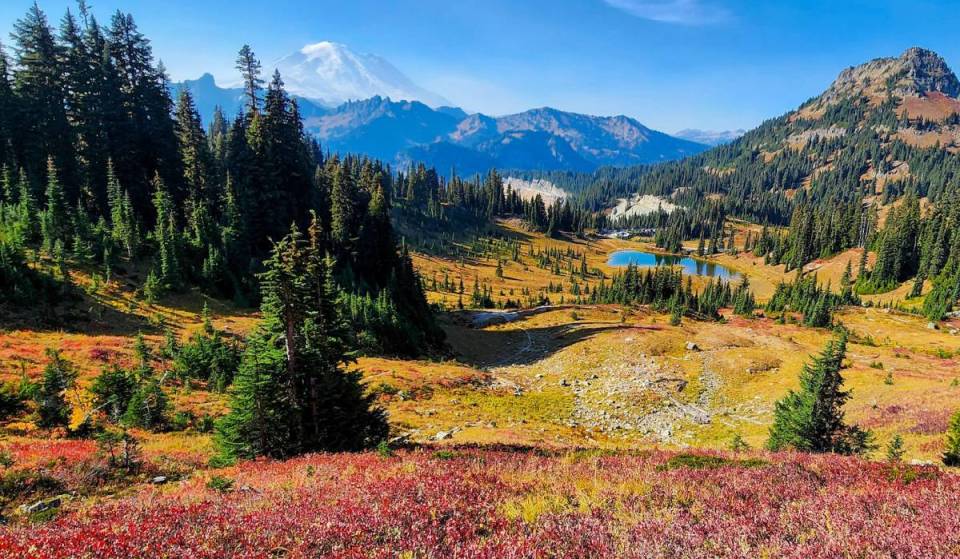 See the crimson slopes at Rainier this October: The Naches Peak Loop carpet of huckleberry bushes is reaching its full autumnal peak