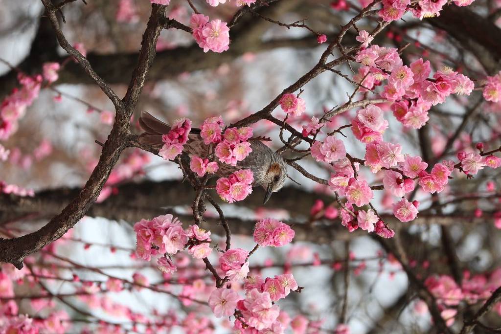 3월에 뭐 하지? 서울에서 꼭 해봐야 할 것 10가지