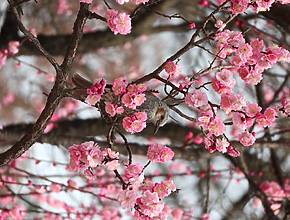 3월에 뭐 하지? 서울에서 꼭 해봐야 할 것 10가지