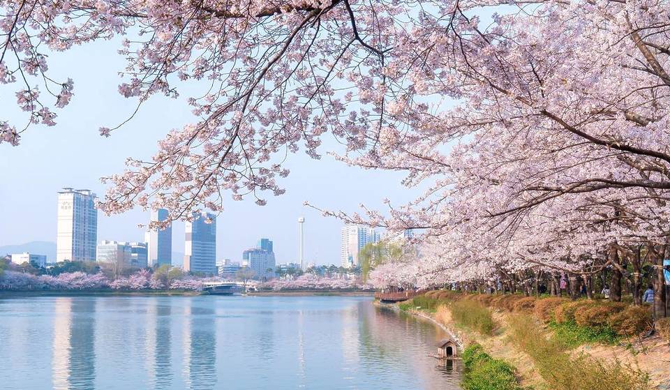 벚꽃축제 언제? 4월 일정 전격 공개! 석촌호수·여의도 날짜 확정