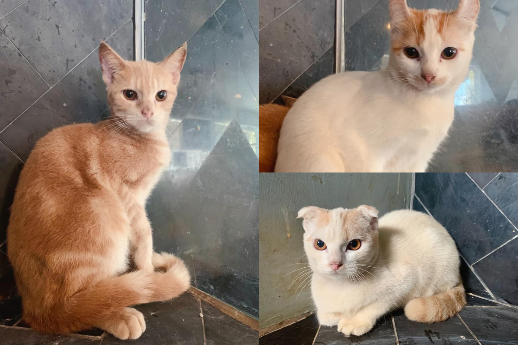 These Adorable Cats In Singapore Are Looking For New Homes