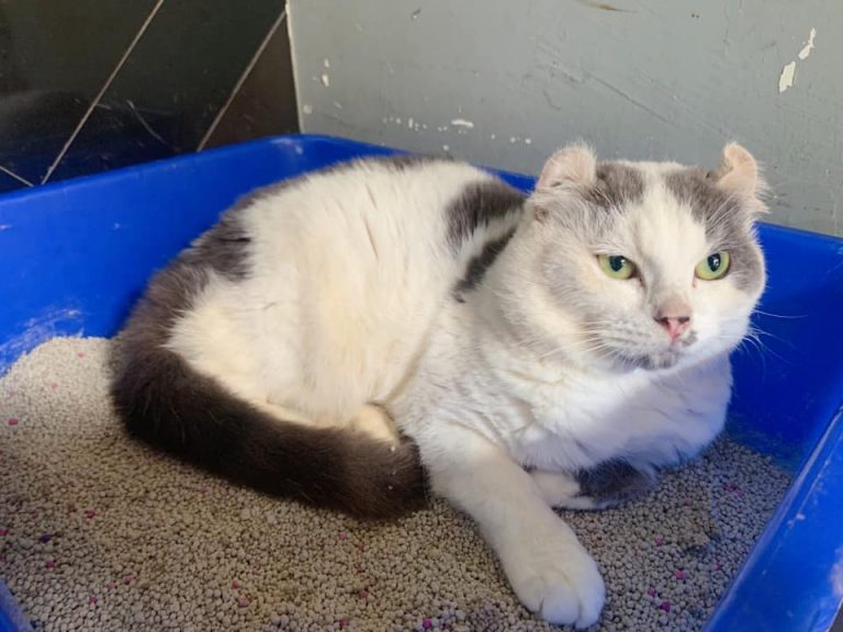 These Adorable Cats In Singapore Are Looking For New Homes