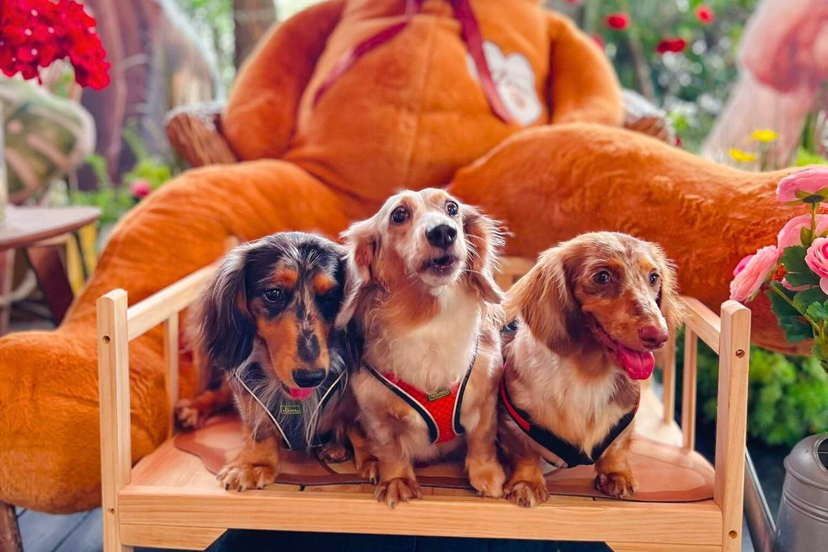 pet-friendly cafe in Singapore