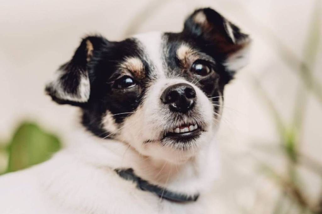 Singapore's pet festival August 2026