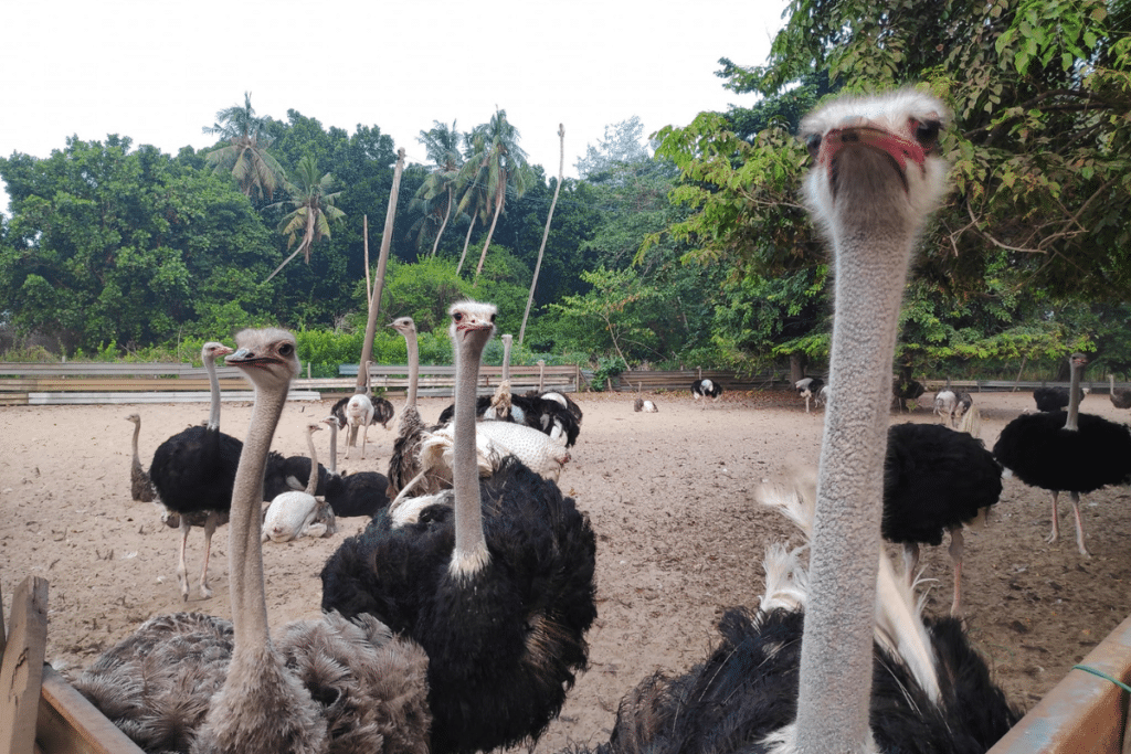Desaru Coast Ostriches visit experience