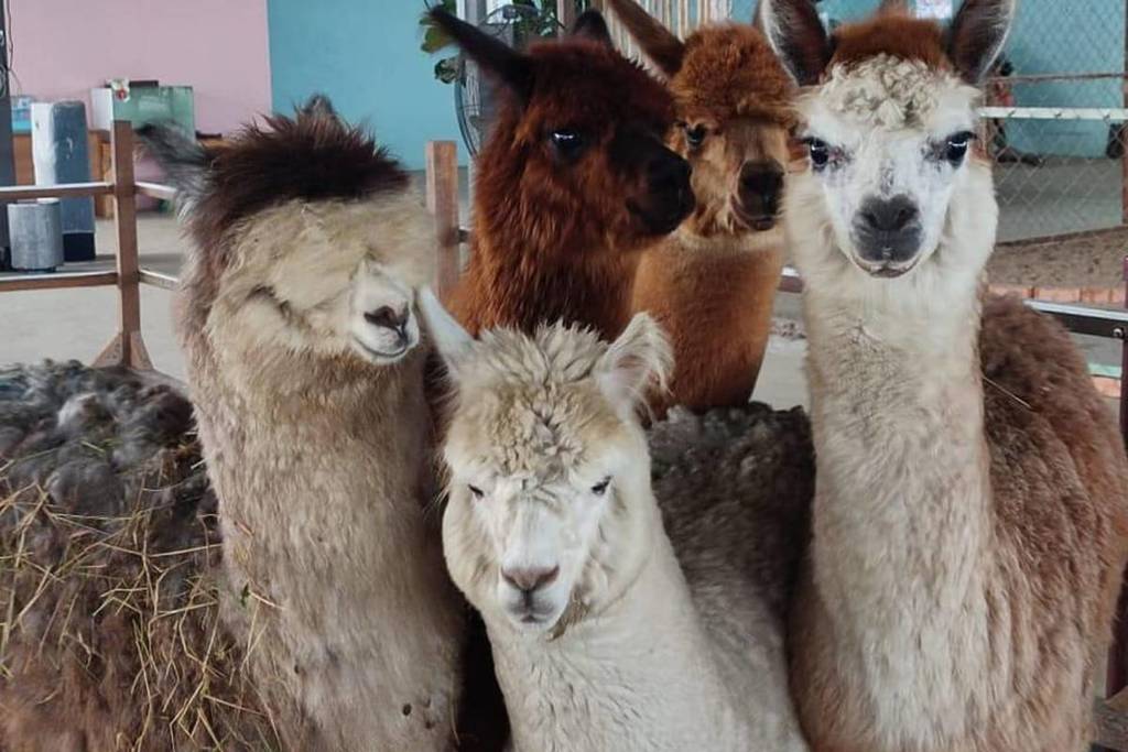 Alpaca Farm in Desaru Coast fun activities for kids