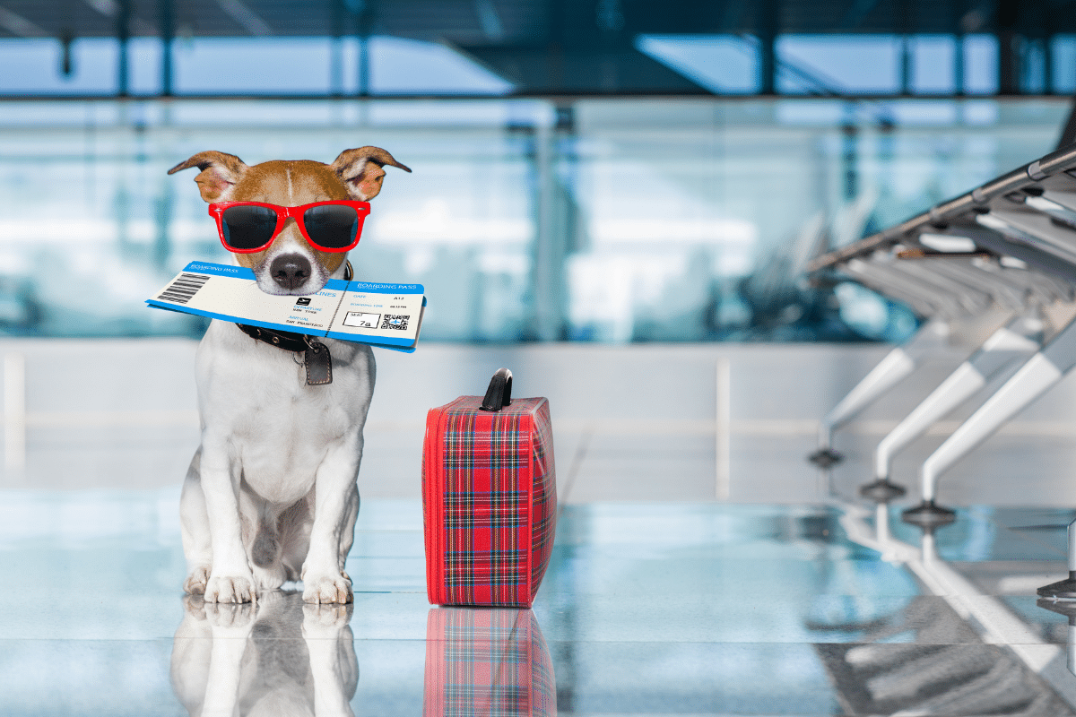 K9 Jets New Airline Allows You To Fly With Your Pets By Your Side