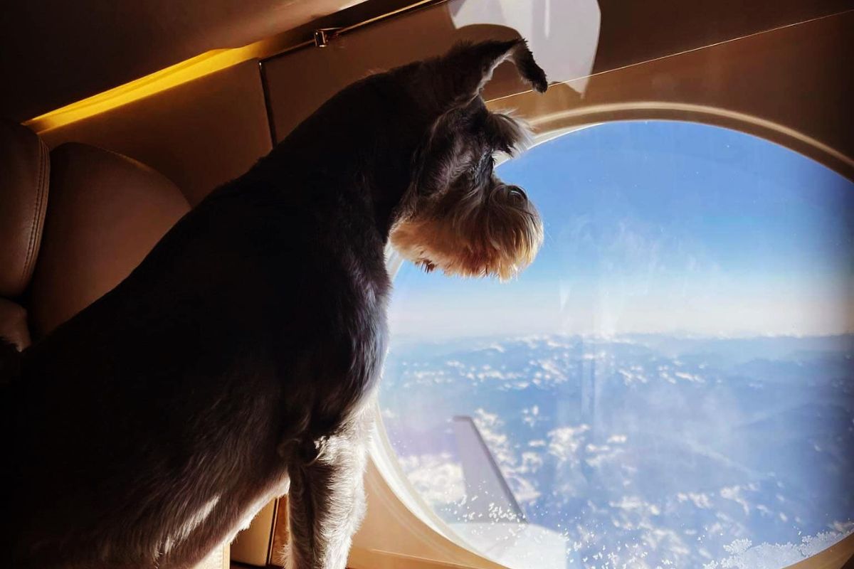Flights For Pets K9 Jets Allows You To Fly Worldwide With Pets