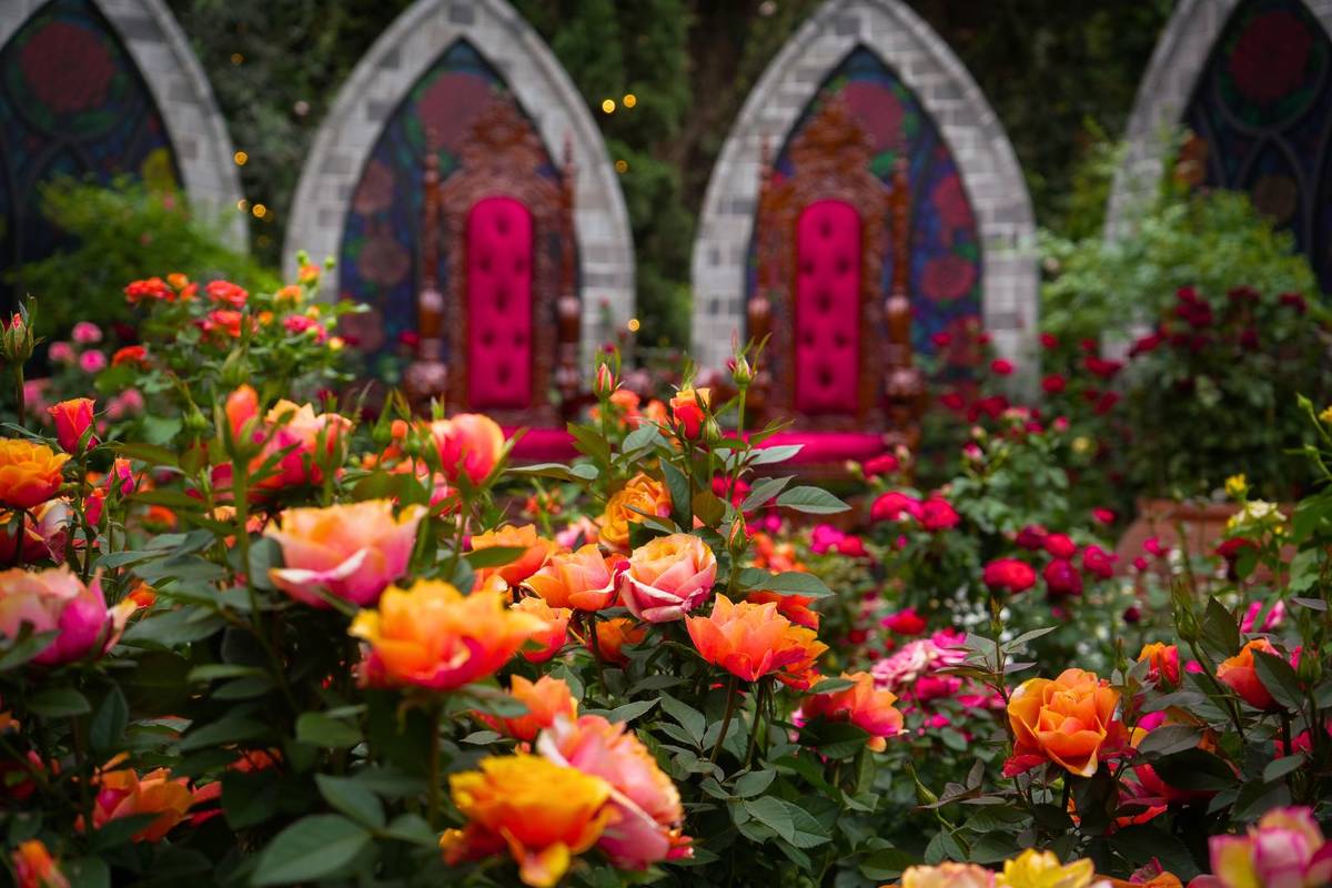 Rose Romance in Singapore July 2025
