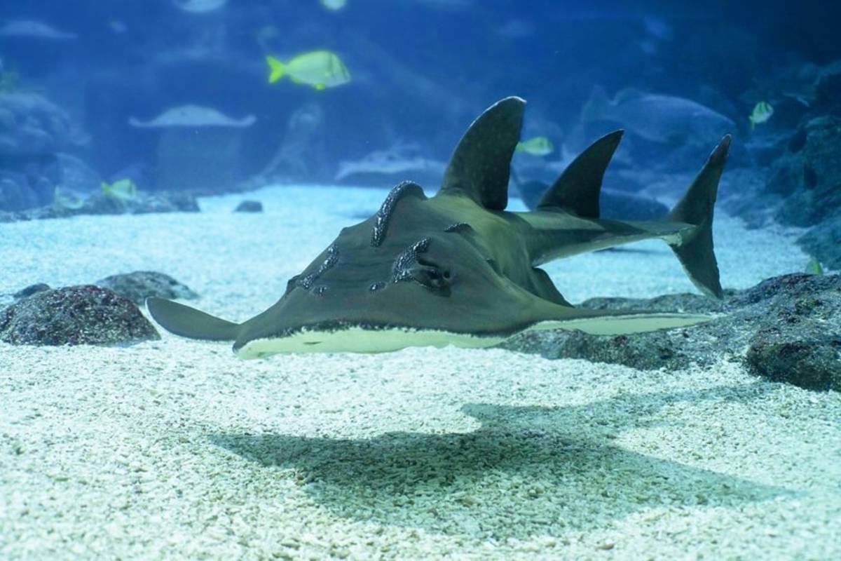 Singapore Oceanarium team building