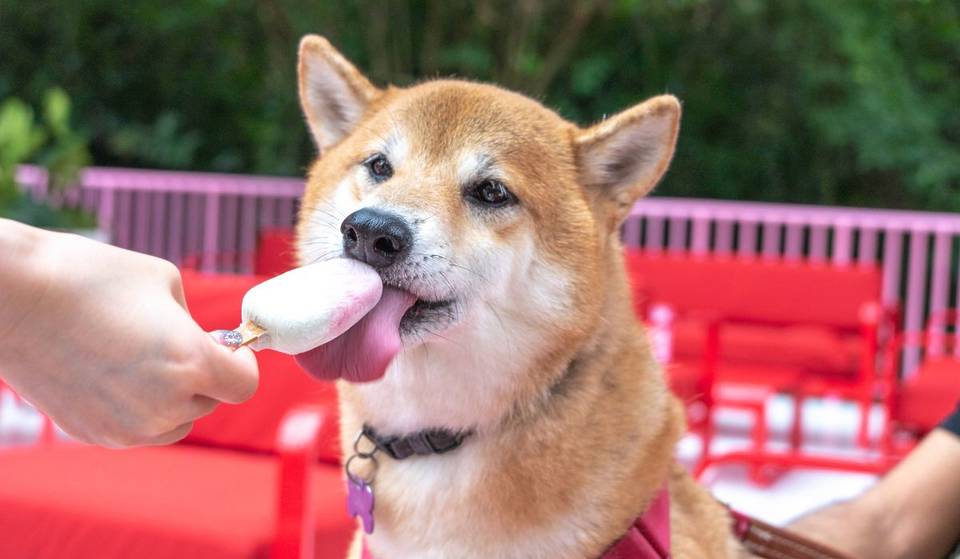 The Museum Of Ice Cream Is Hosting A Pawsomely Pink Pet Party Next Weekend
