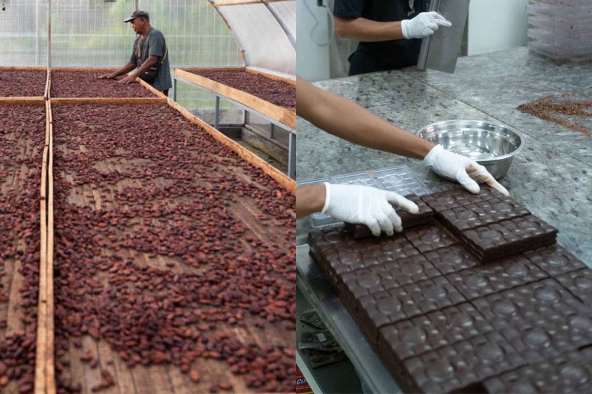 Junglegold Chocolate Factory 