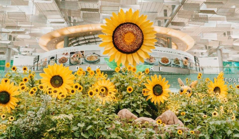 The World’s Largest Airport Sunflower Display Has Popped Up At Changi Airport Singapore