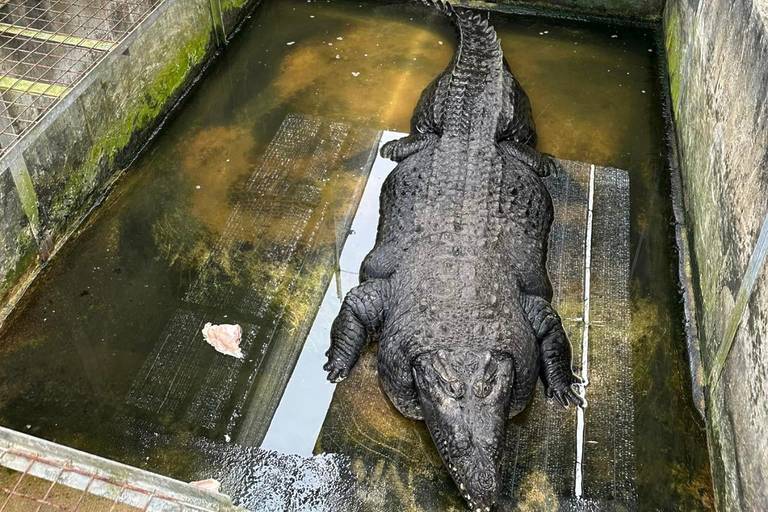 This Kid-Friendly Crocodile Farm Is A Unique Activity In Singapore